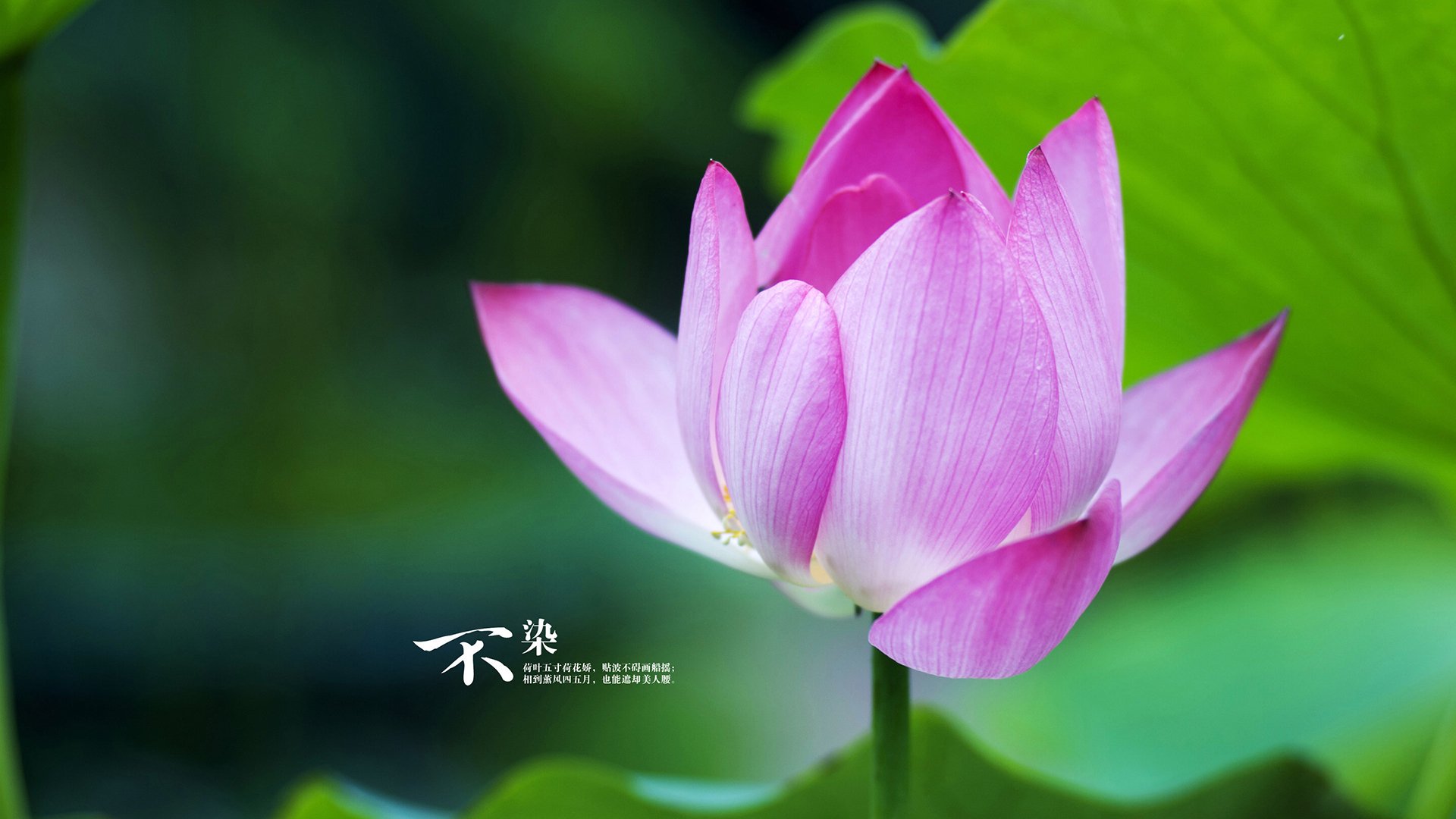 红牛二队异军突起，横扫迈凯伦；新星皮亚斯特里点燃赛场激情