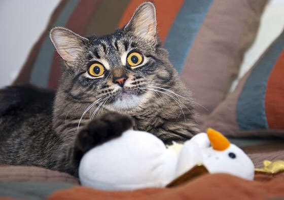 江畔奇迹,一支中国球队如何用上海节奏颠覆北美风暴