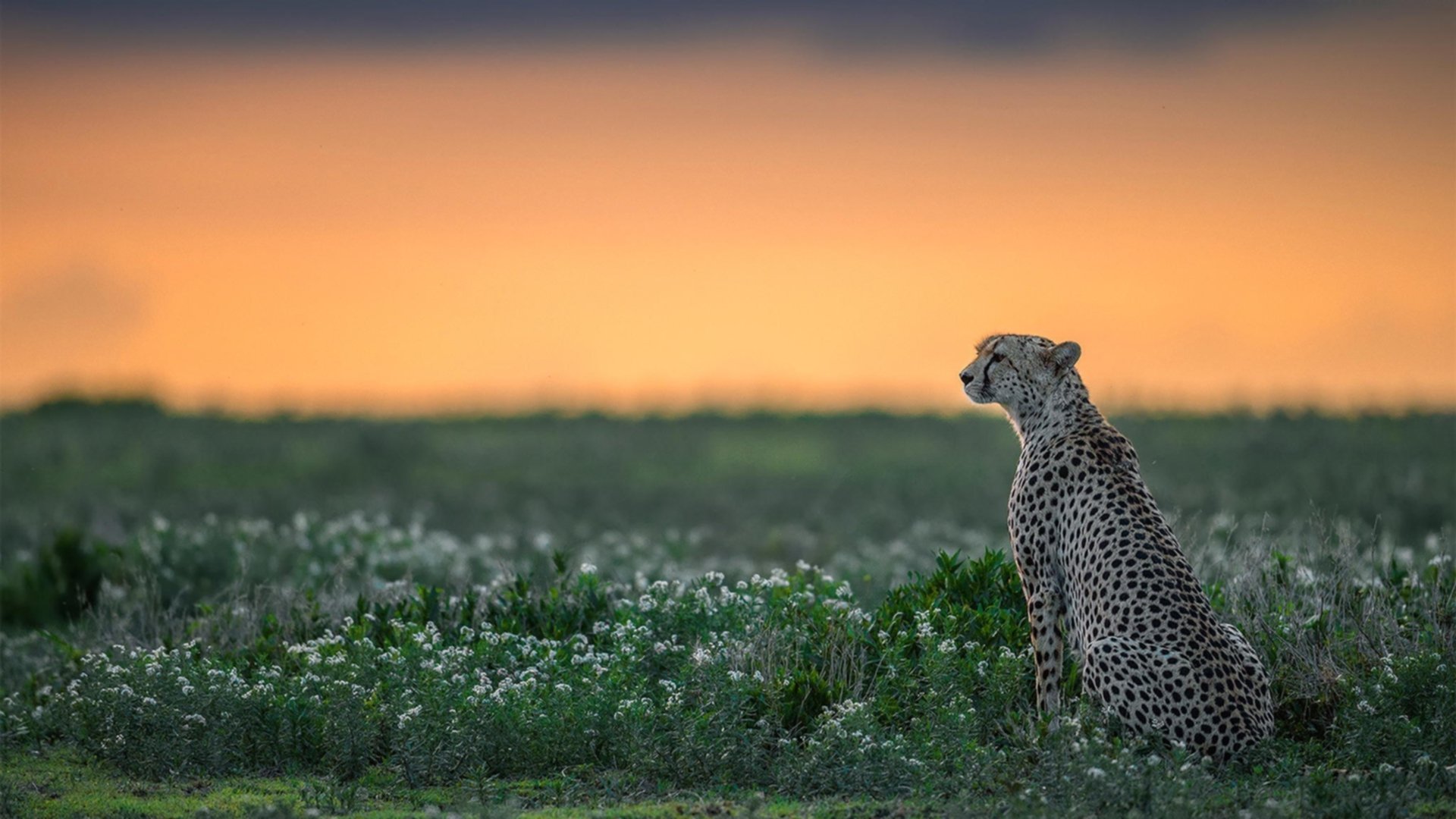 福登伯纳乌导演逆转史诗，闪击、调度与绝杀，曼城新王让皇马沉默