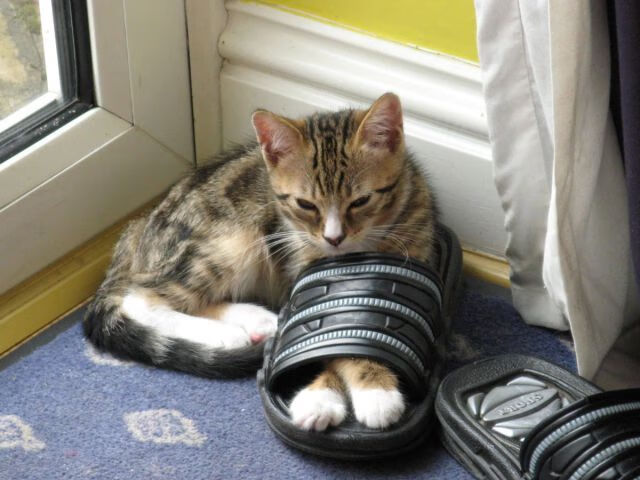 冰与火的交响曲，瑞典队轻取波兰队，张本智和点燃赛场