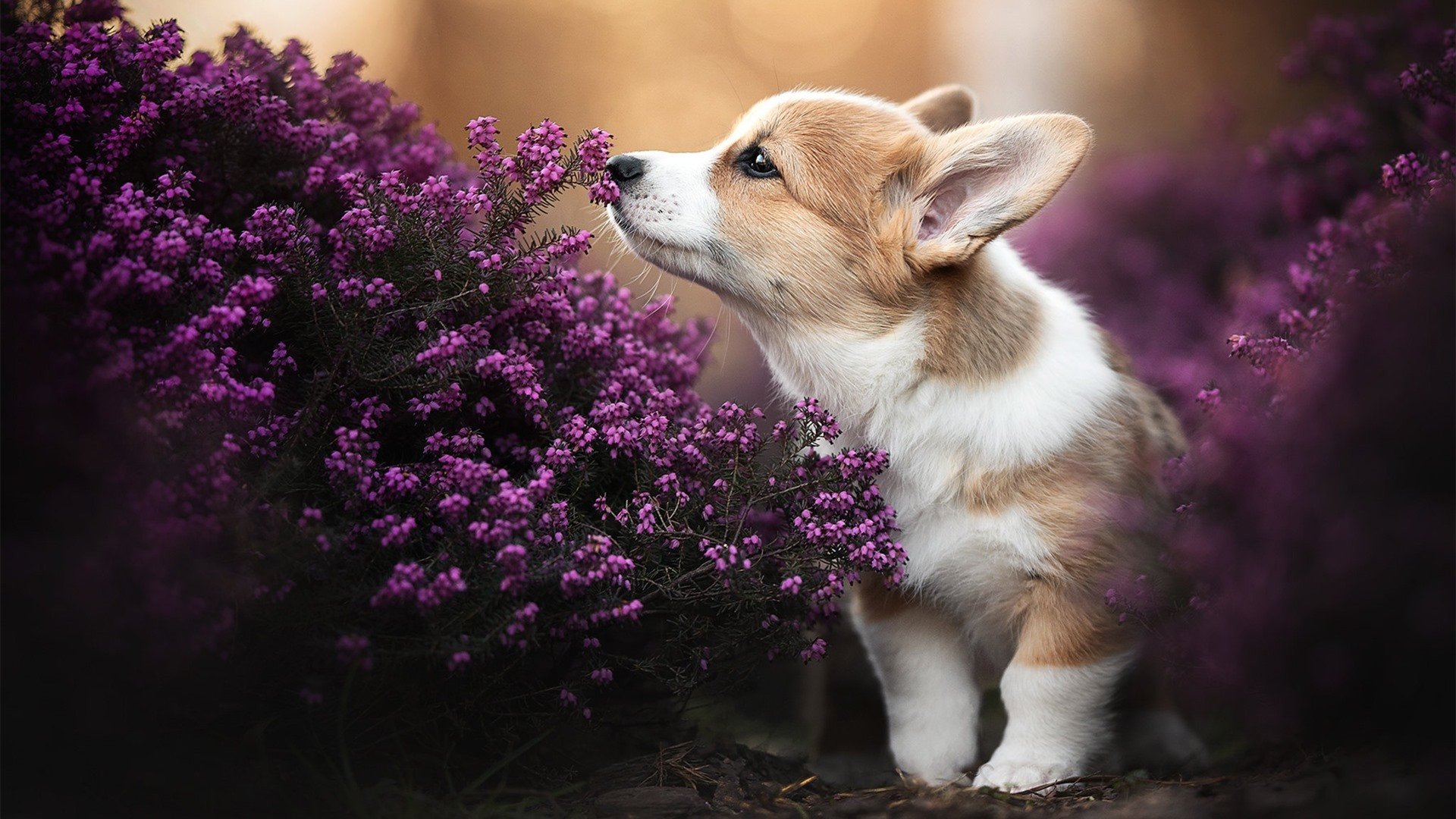 从奥斯陆到巴塞罗那,一场奥运周期焦点战的隐喻