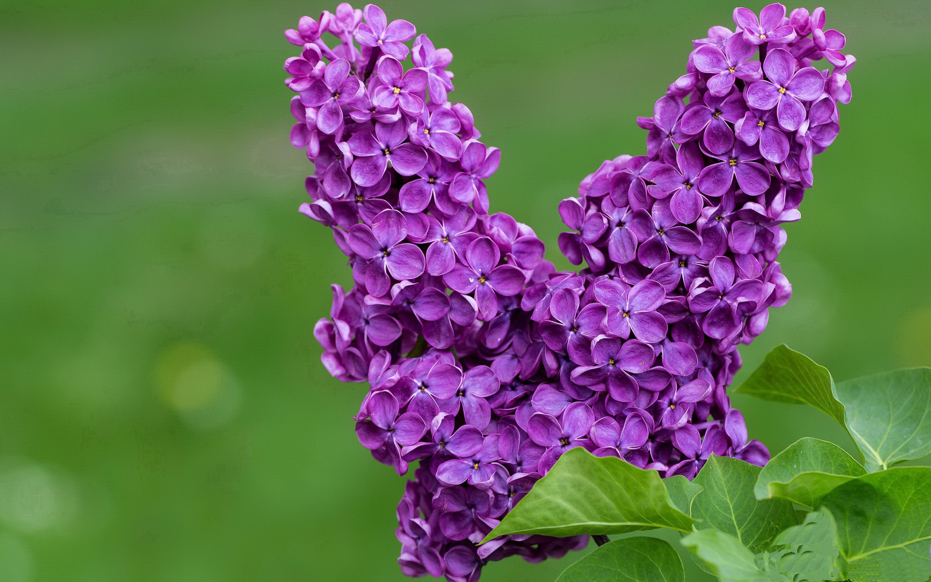 迪马利亚双响定乾坤，美国队友谊赛2-0力克国际米兰