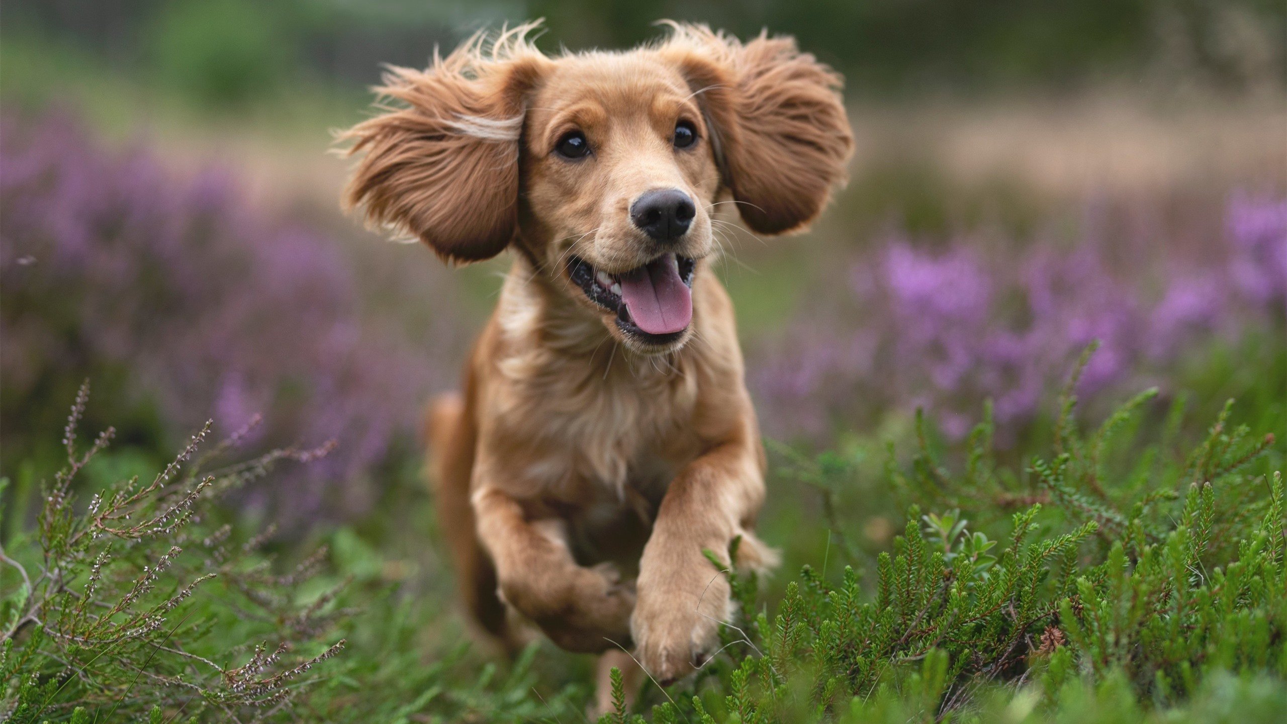 无形的手，戈贝尔如何用沉默的节奏，让国王窒息于恩比德的轰鸣中？
