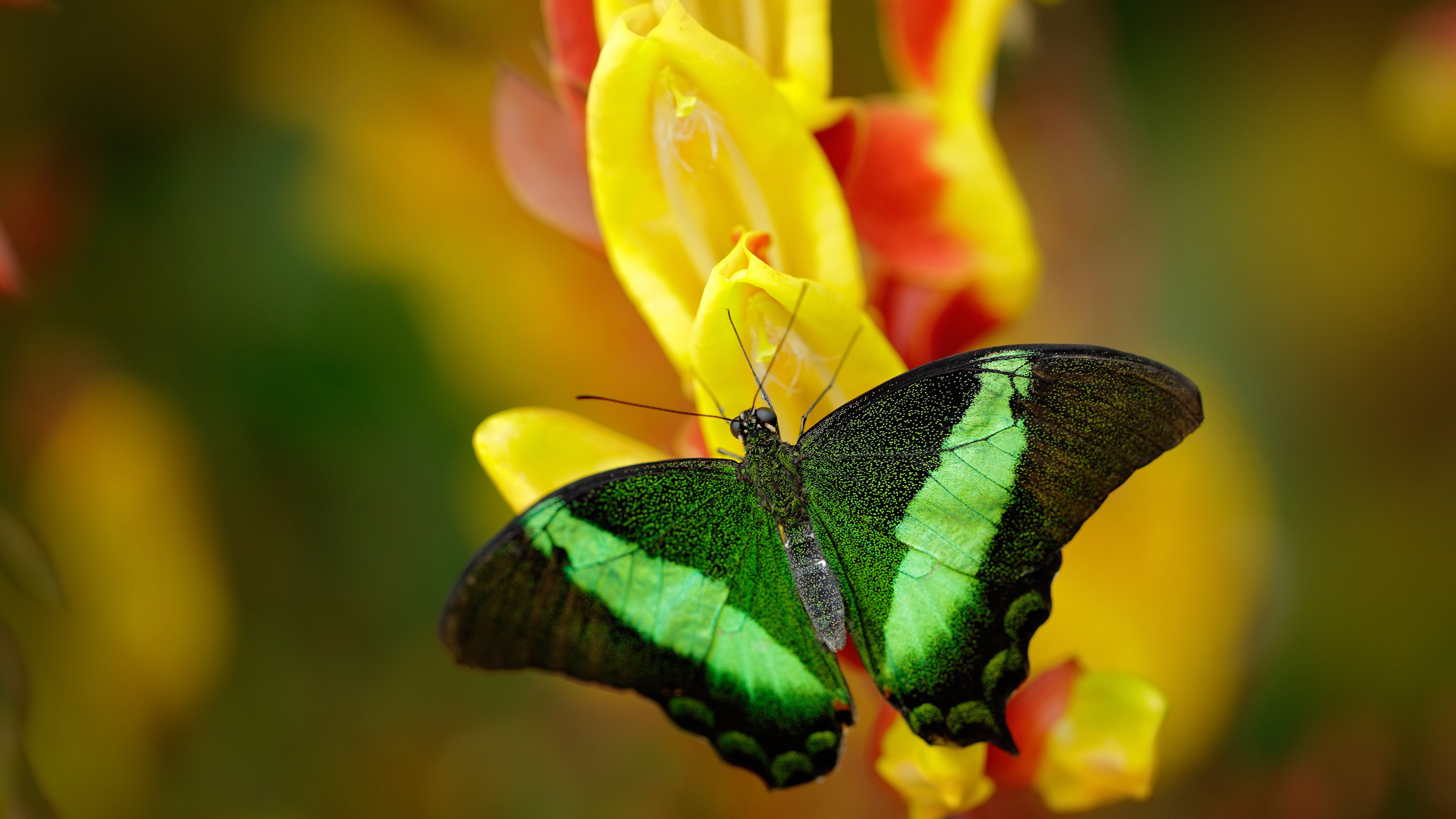 流星与主权，当阿尔瓦雷斯将欧冠之夜切割成独属于他的时间