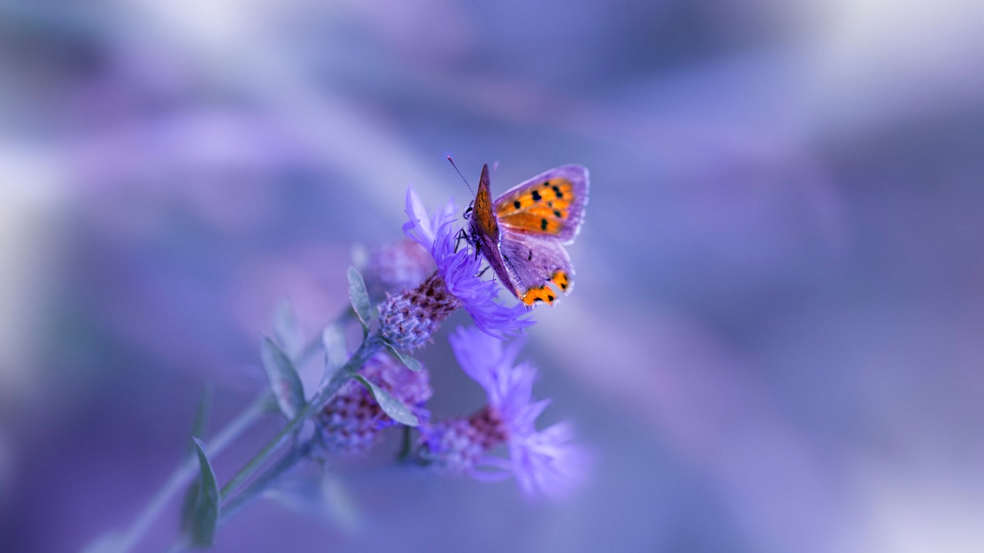 双城记，塔图姆50分之夜与活塞的历史性制霸