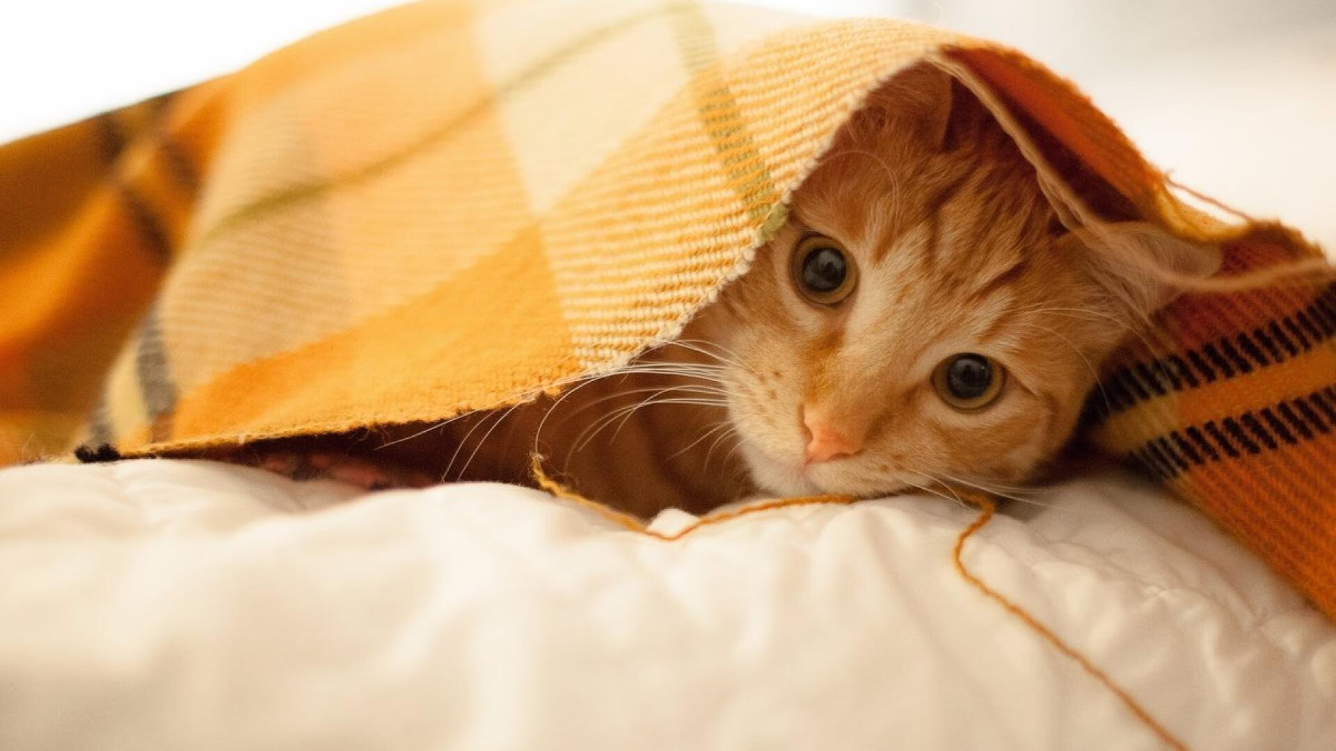 巨兽咆哮，群狼撕咬，当极致个人主义遇上终极团队篮球