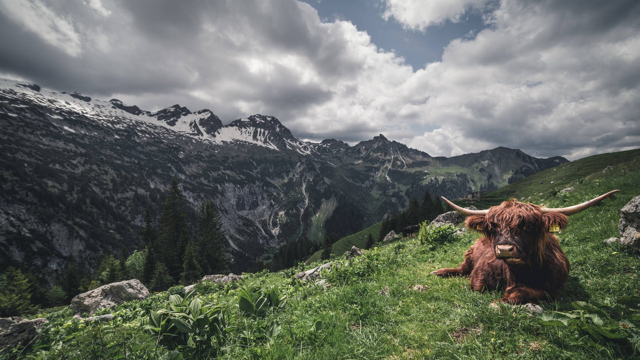 洪都拉斯之稳，沙特之憾，与库尔图瓦无处不在的场