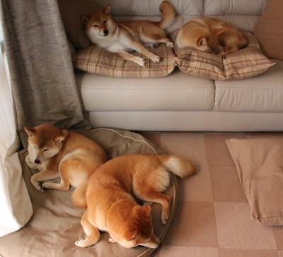 夜幕下的狐步，当F1揭幕战成为福克斯的狩猎场