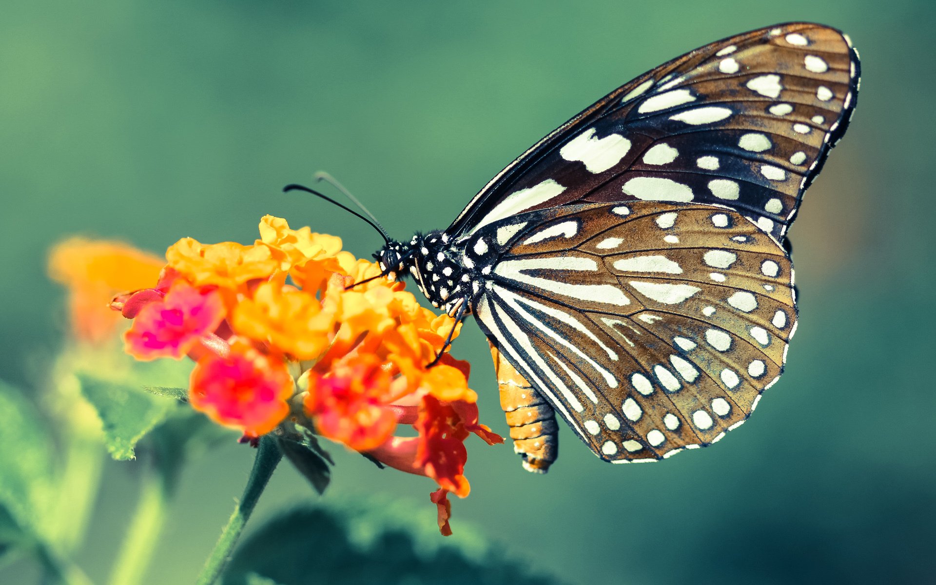 冰与火之歌,哈登烈焰独舞映照热火战术坚冰