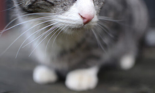 当足球战胜时差，布雷默的压哨球与两个世界的凌晨